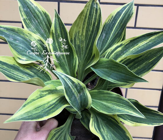  № 254  Striped Weasel